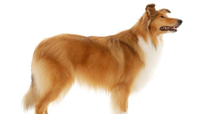 Škotski ovčar – dolgodlaki in kratkodlaki