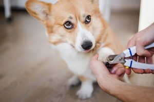 Corgi opazuje, ko mu lastnik striže kremplje