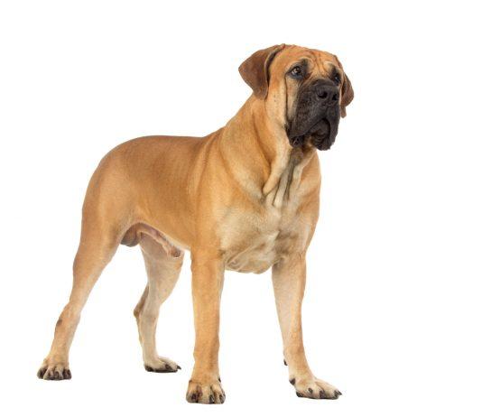 Afriški boerboel