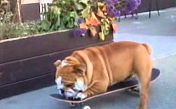 VIDEO: Buldogi na rolki