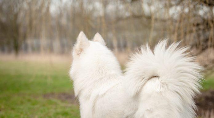 5 pasem psov z zvitim repom