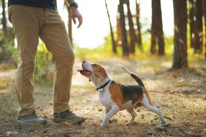 Beagle, s svojim lastnikom, na sprehodu v gozdu