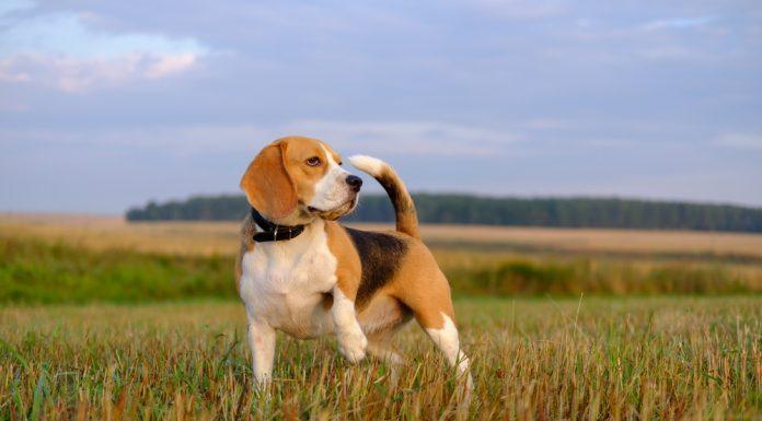 Beagle