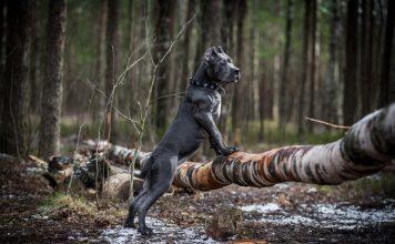 ITALIJANSKI CANE CORSO (italijanski mastif)