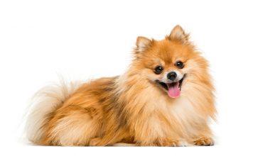 Pomeranec