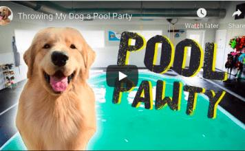 VIDEO: Pasji pool party