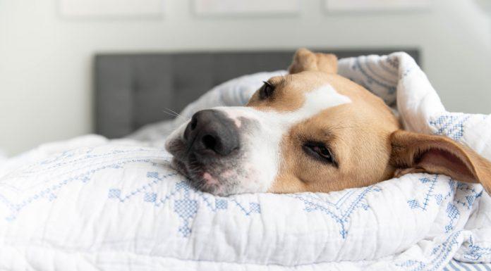 Pasje gnezdenje – kaj je to?