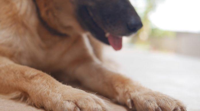 Kaj storiti, ko se pes ureže?