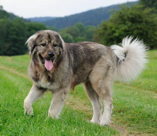 Kavkaški ovčar