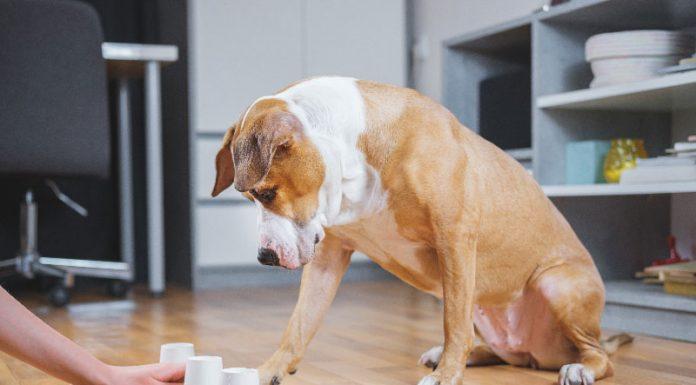 9 idej, kaj početi s psom med izolacijo