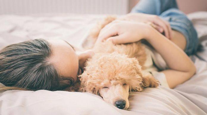 Pes, ki spi na postelji, lahko prenaša okužbe