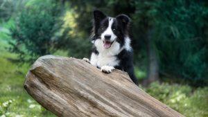 Najbolj učljive pasme psov - border collie