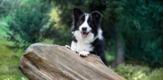 Najbolj učljive pasme psov - border collie