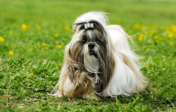 Pasme psov, ki ne puščajo dlake - shi tzu