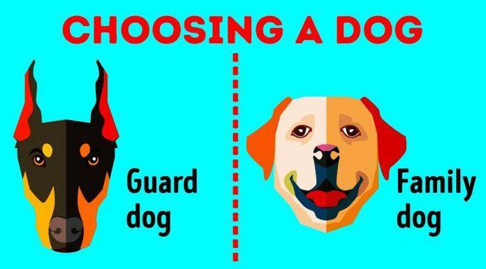 VIDEO: Kako najti popolno pasmo psa zase?