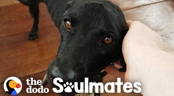 VIDEO: Psička, rešena iz samotnega otoka