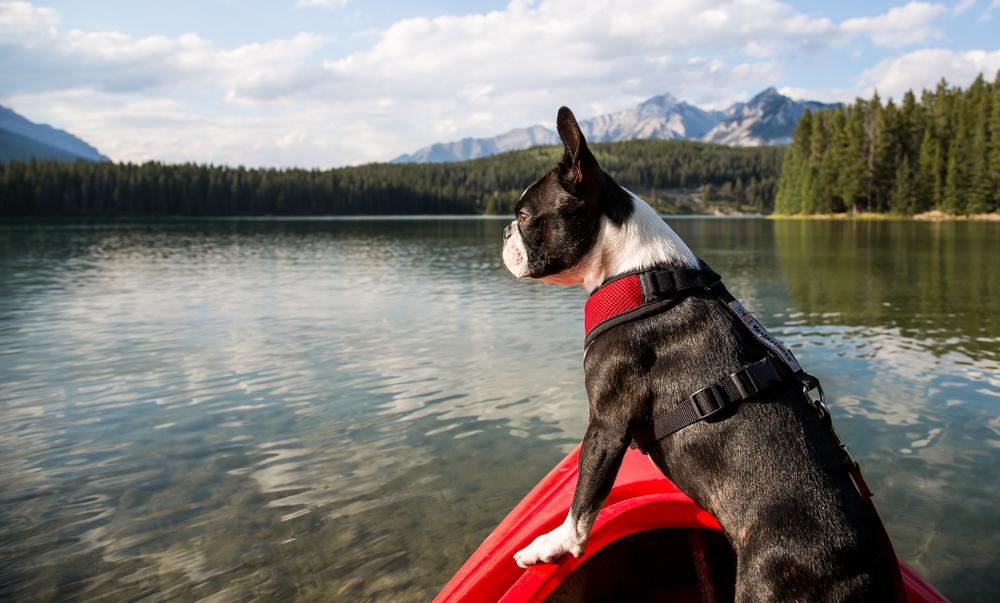Če imate psa, s katerim si delite vse dogodivščine, preverite še, kako vzeti psa s seboj na vodne avanture.