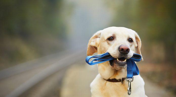 Kako psa navaditi hoje na povodcu?