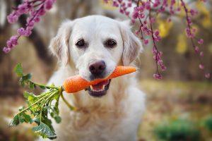 BARF oziroma biološko primerna pasja hrana, z drugo besedo surova pasja hrana, je dandanes vedno bolj popularna med lastniki.