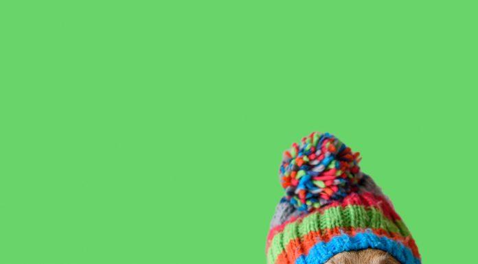 Kako svojega psa pripraviti na zimo?