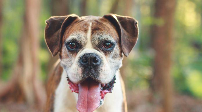 6 stvari, ki bi jih vaš seniorček rad povedal