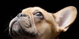 francoski buldog