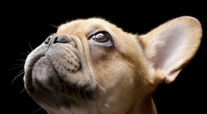 francoski buldog