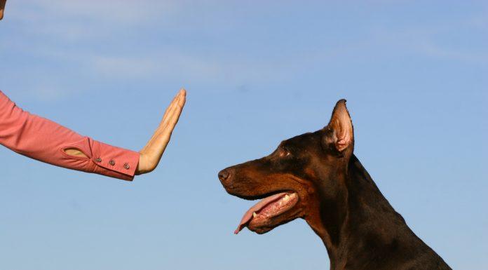 Kako naučiti psa, naj počaka, pes čaka pred iztegnjeno roko