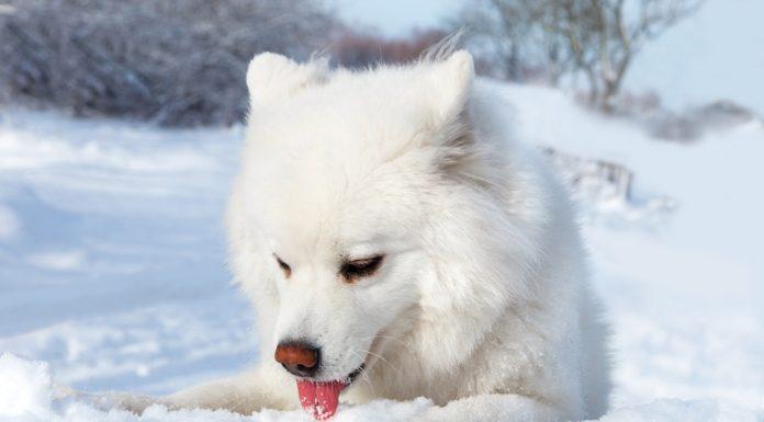 prehrana psa pozimi, pes na snegu