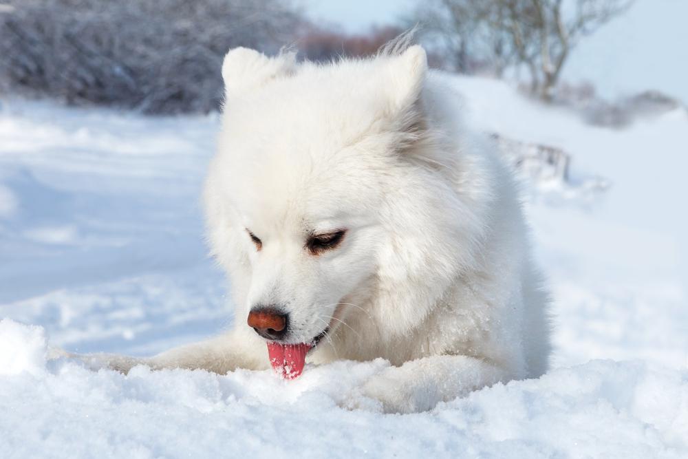 prehrana psa pozimi, pes na snegu