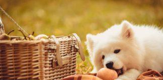 samojed je breskev