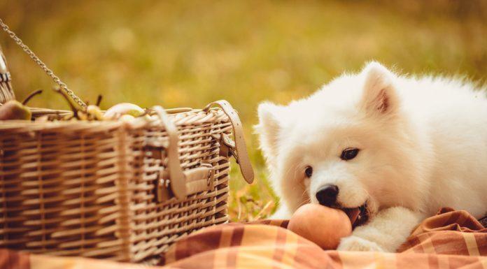 samojed je breskev