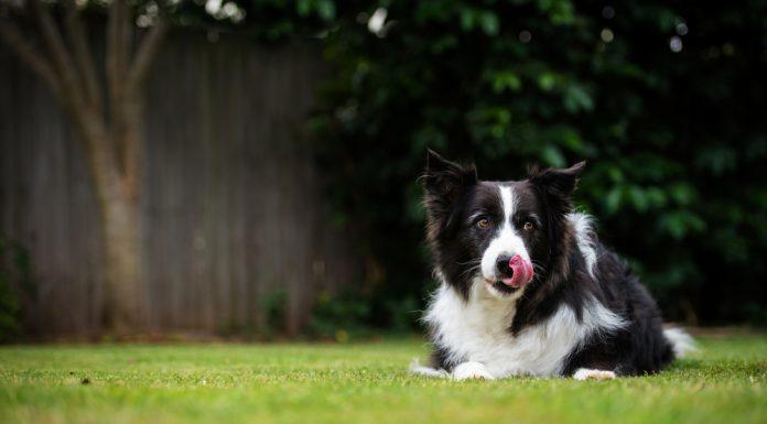 Kako psa obvarovati pred krajo