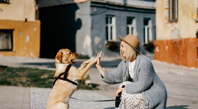 Pes je res samo pes, dokler ni tvoj