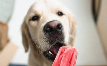 VIDEO: Domači pasji sladoled