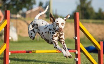 Agility za pse: Prednosti in pomanjkljivosti
