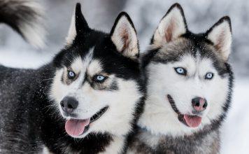 Kaj morate vedeti, če si želite sibirskega haskija (husky)?