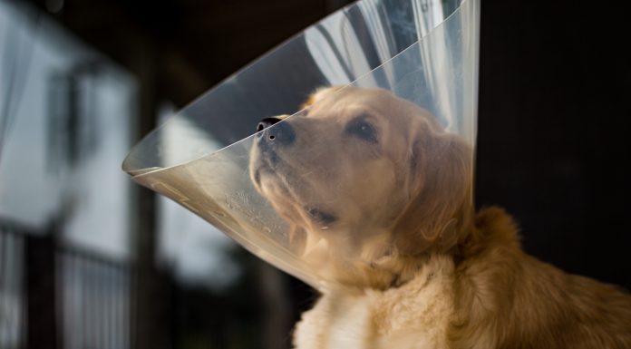 Kdaj psico sterilizirati?