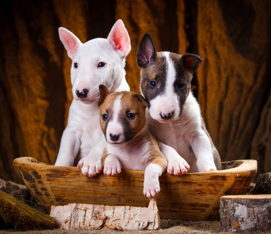 Kaj morate vedeti, če si želite bulterierja (bull terrier)?