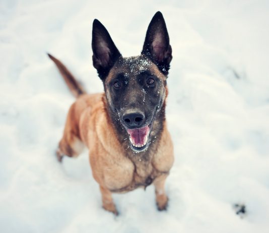 Kaj morate vedeti, če si želite belgijskega ovčarja?