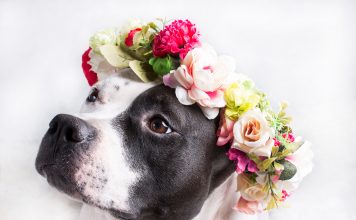 Psom varne rastline, ki jih lahko posadite na svojem vrtu