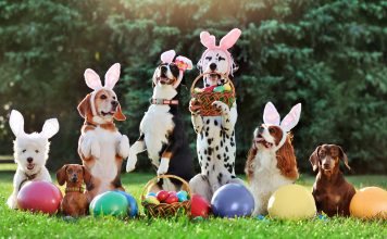 Velika noč za psa: kako ta praznik narediti varen za svoje ljubljenčke?