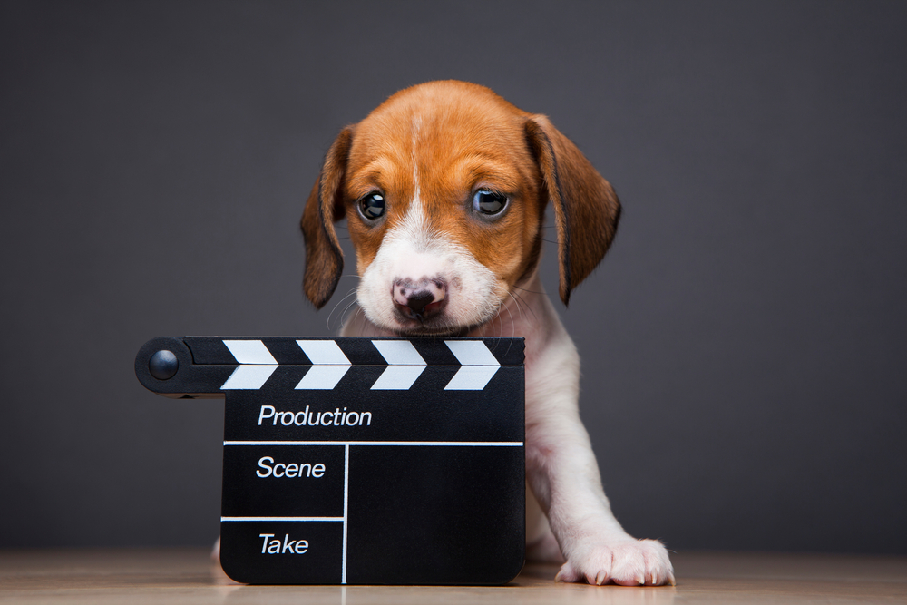 Kužek s filmsko tablo