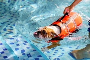 Angleški bulldog plava, v pasjem rešilnem jopiču