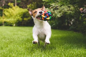 Jack russel terier, z gumijasto igračko veselo skače po travi