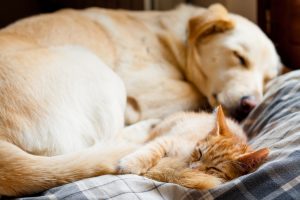 Pes in mačka spita