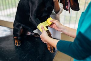 veterinarski pregled psa
