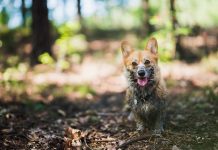 Vesel pes v blatnem gozdu