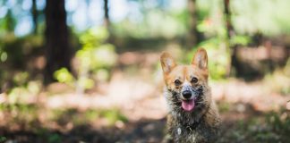 Vesel pes v blatnem gozdu