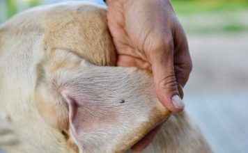 10 nasvetov za preprečevanje klopov za vas in vašega ljubljenčka